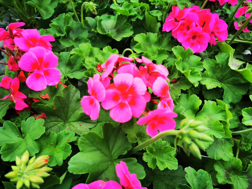 Sklep roslinyabramczuk.pl