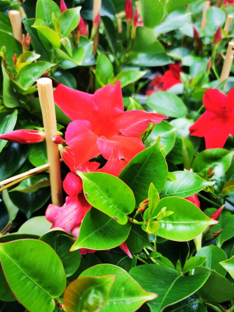 Sklep roslinyabramczuk.pl