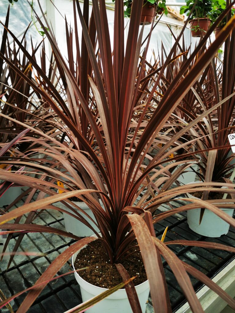 Sklep roslinyabramczuk.pl