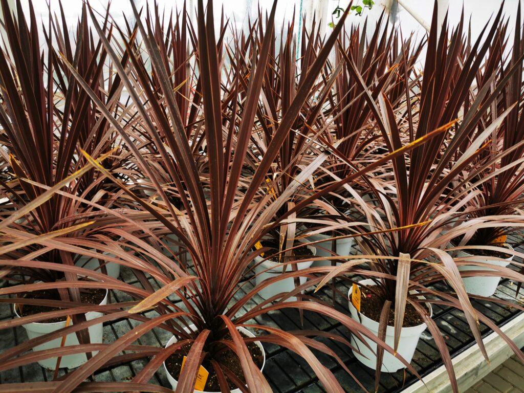 Sklep roslinyabramczuk.pl