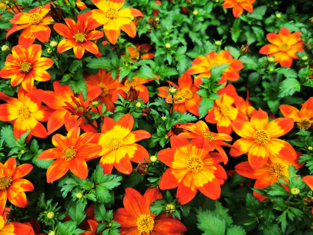 Sklep roslinyabramczuk.pl