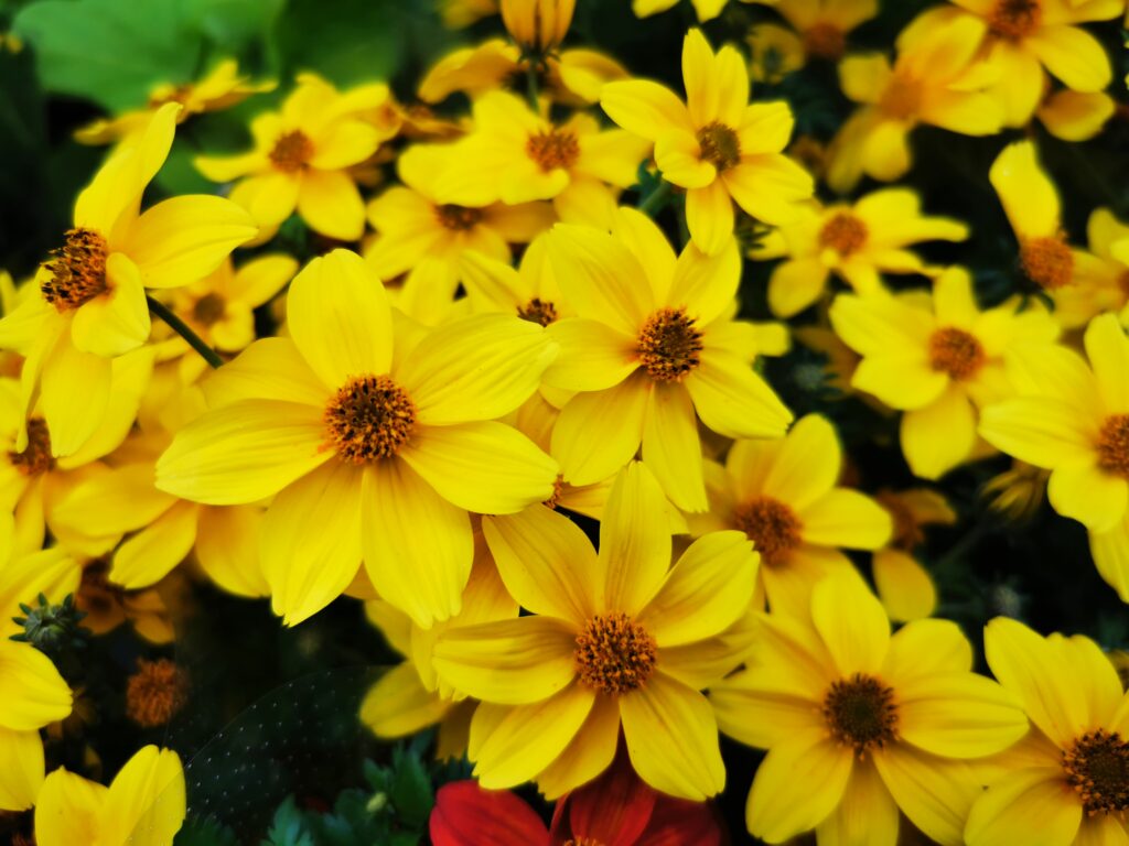 Sklep roslinyabramczuk.pl