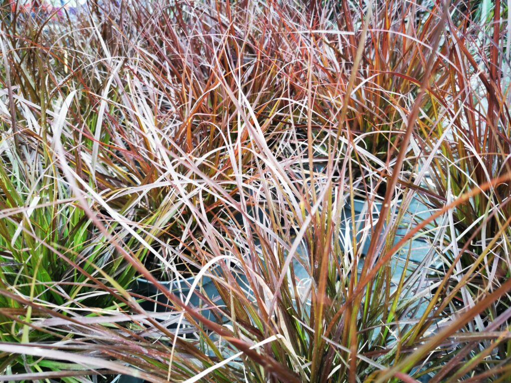 Sklep roslinyabramczuk.pl