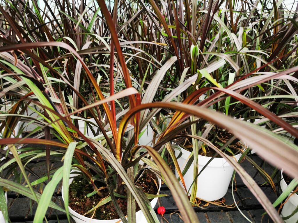 Sklep roslinyabramczuk.pl