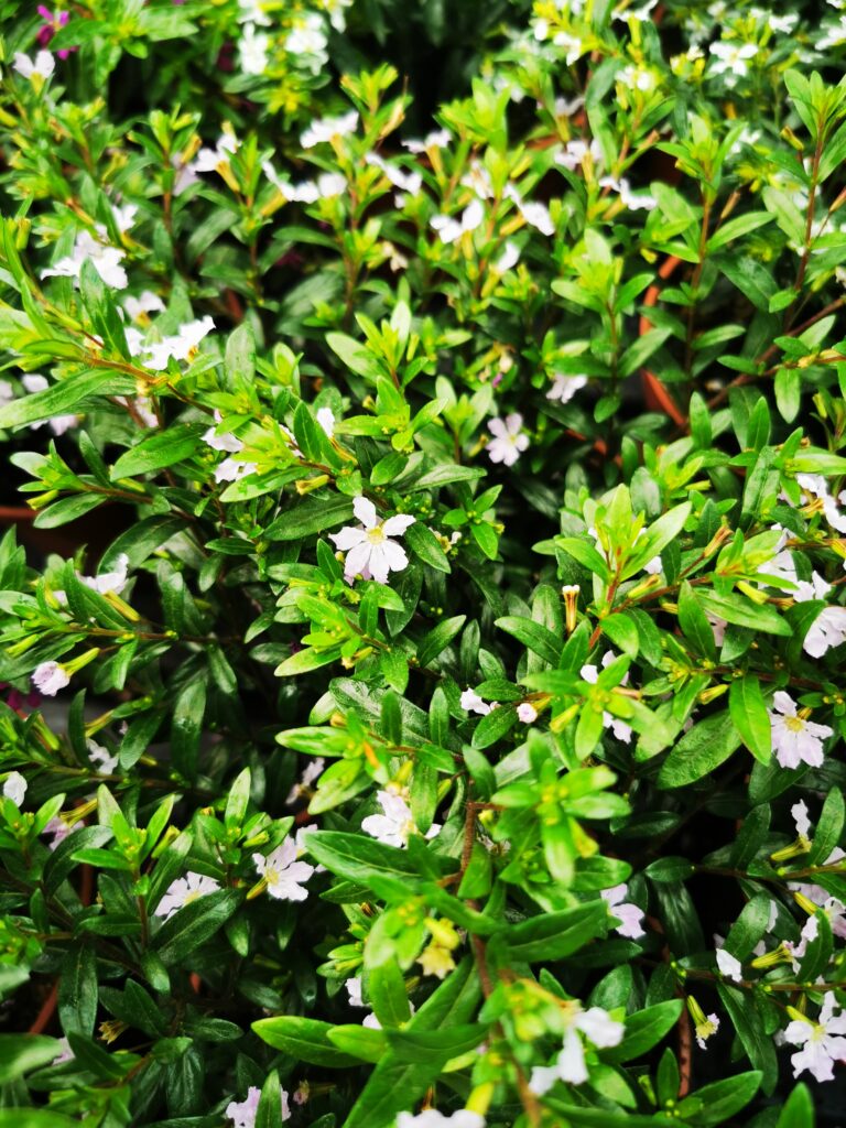 Sklep roslinyabramczuk.pl