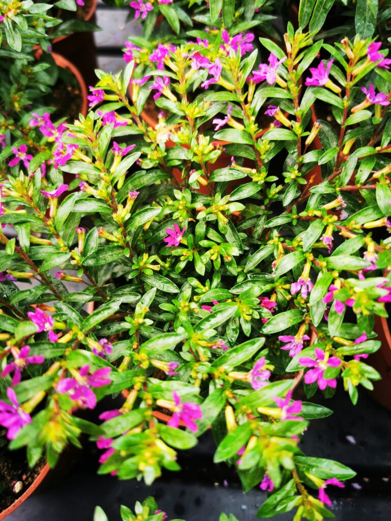 Sklep roslinyabramczuk.pl