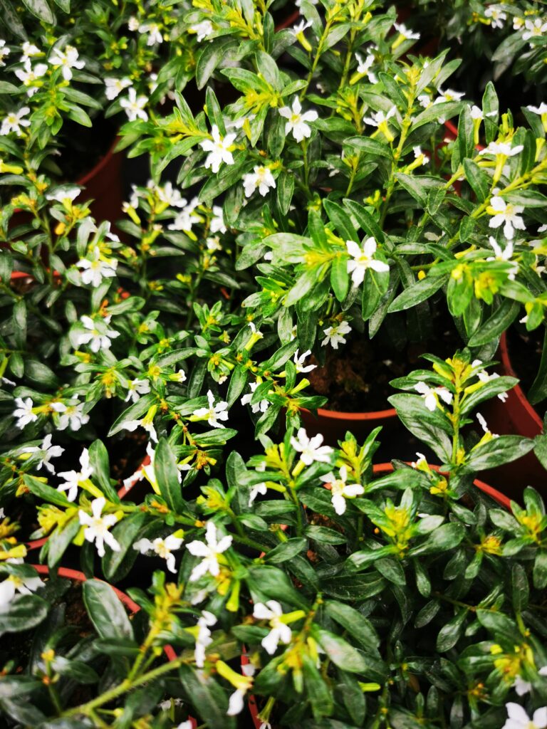 Sklep roslinyabramczuk.pl