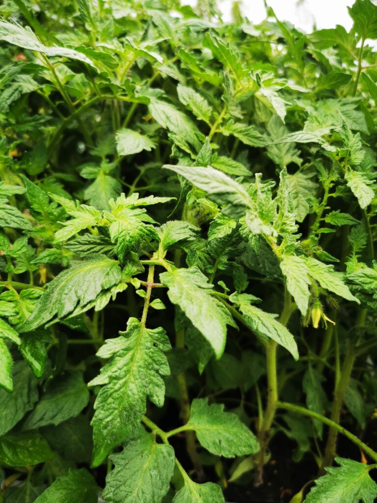 Sklep roslinyabramczuk.pl