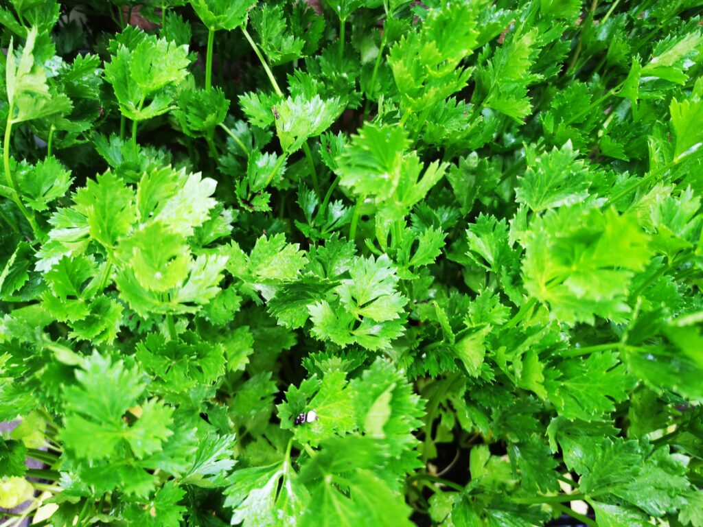 Sklep roslinyabramczuk.pl