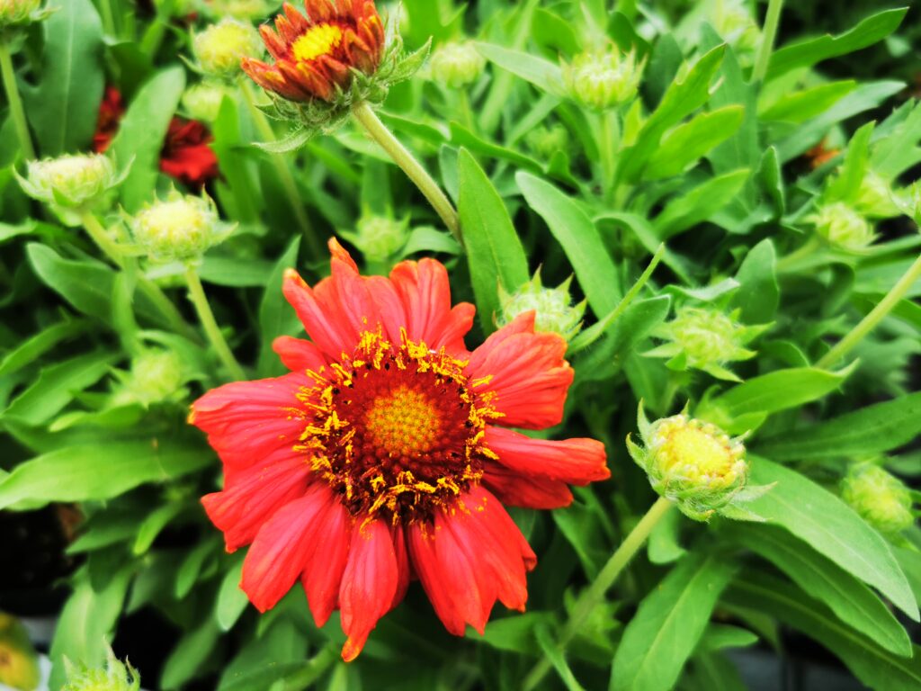 Sklep roslinyabramczuk.pl