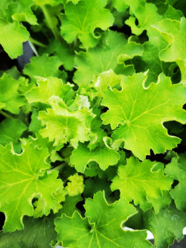 Sklep roslinyabramczuk.pl