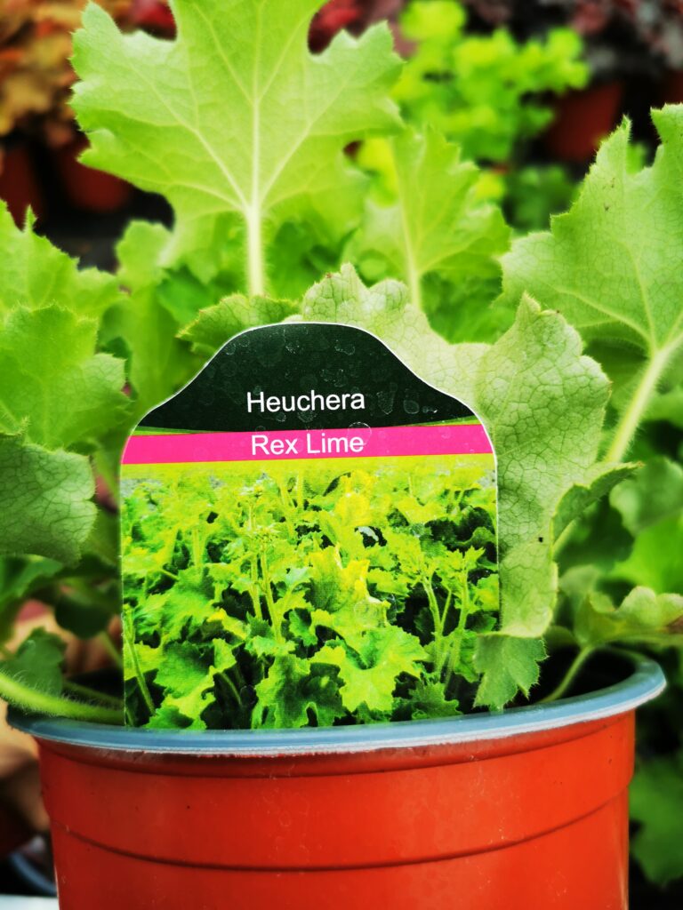 Sklep roslinyabramczuk.pl