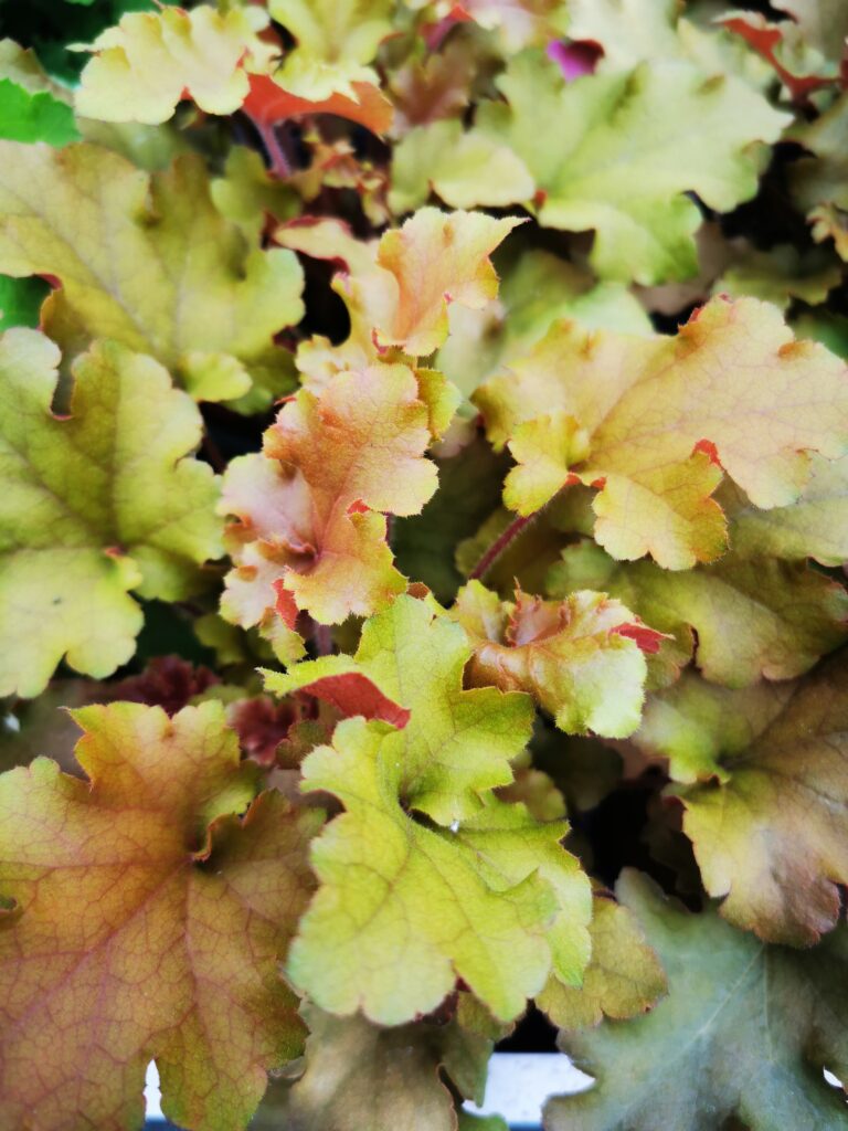 Sklep roslinyabramczuk.pl