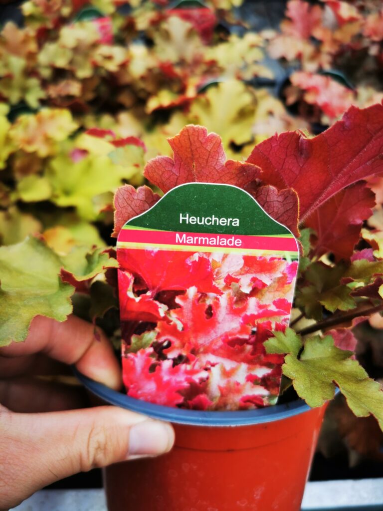 Sklep roslinyabramczuk.pl