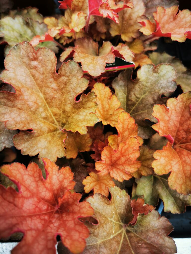 Sklep roslinyabramczuk.pl