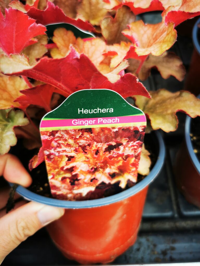 Sklep roslinyabramczuk.pl