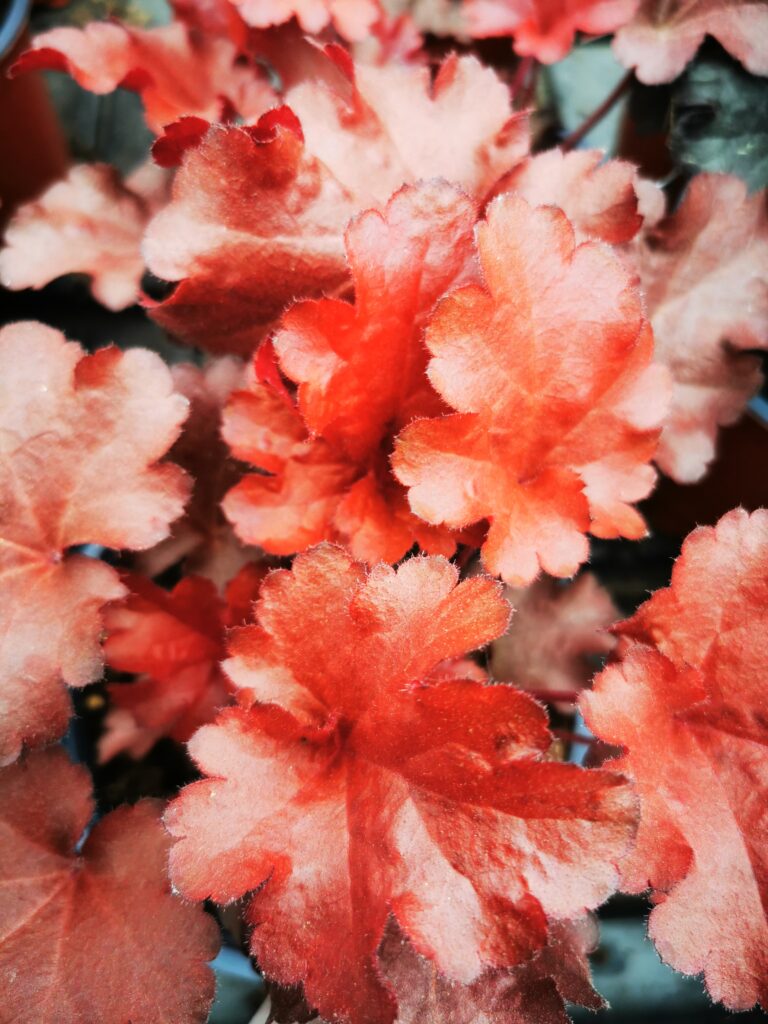 Sklep roslinyabramczuk.pl