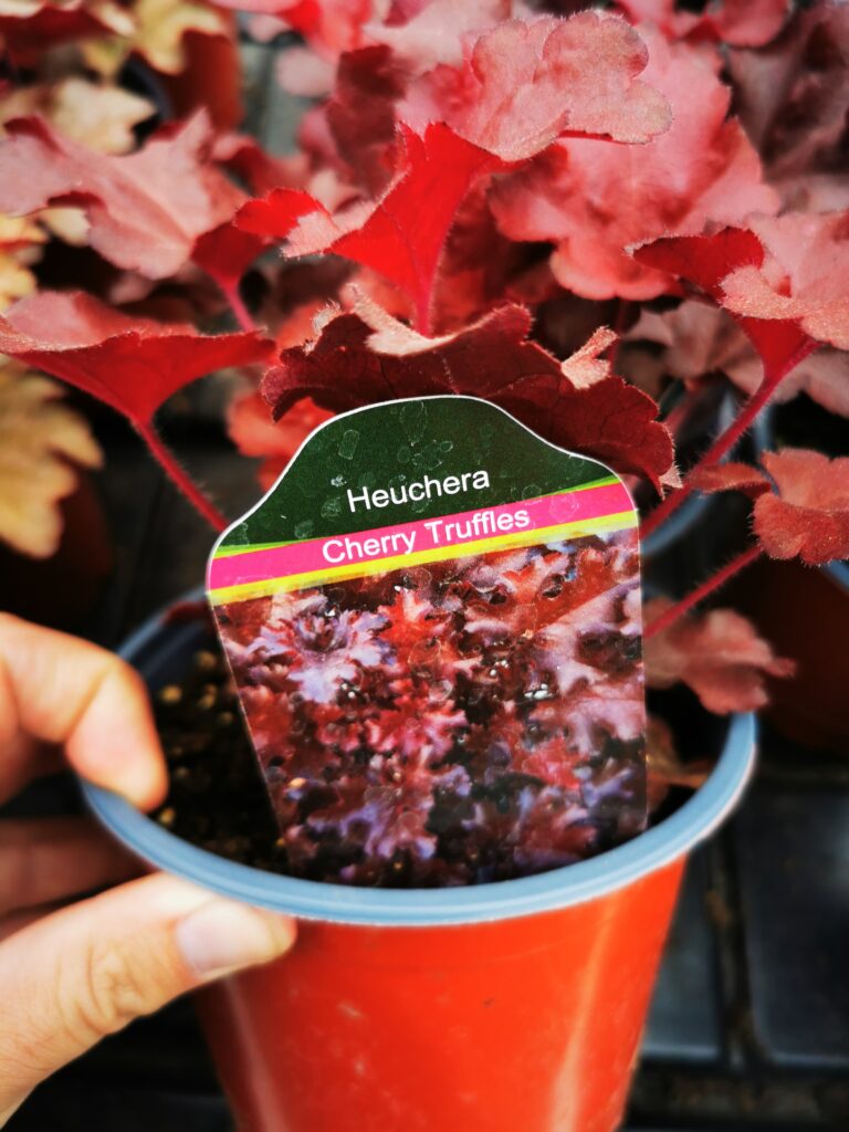 Sklep roslinyabramczuk.pl