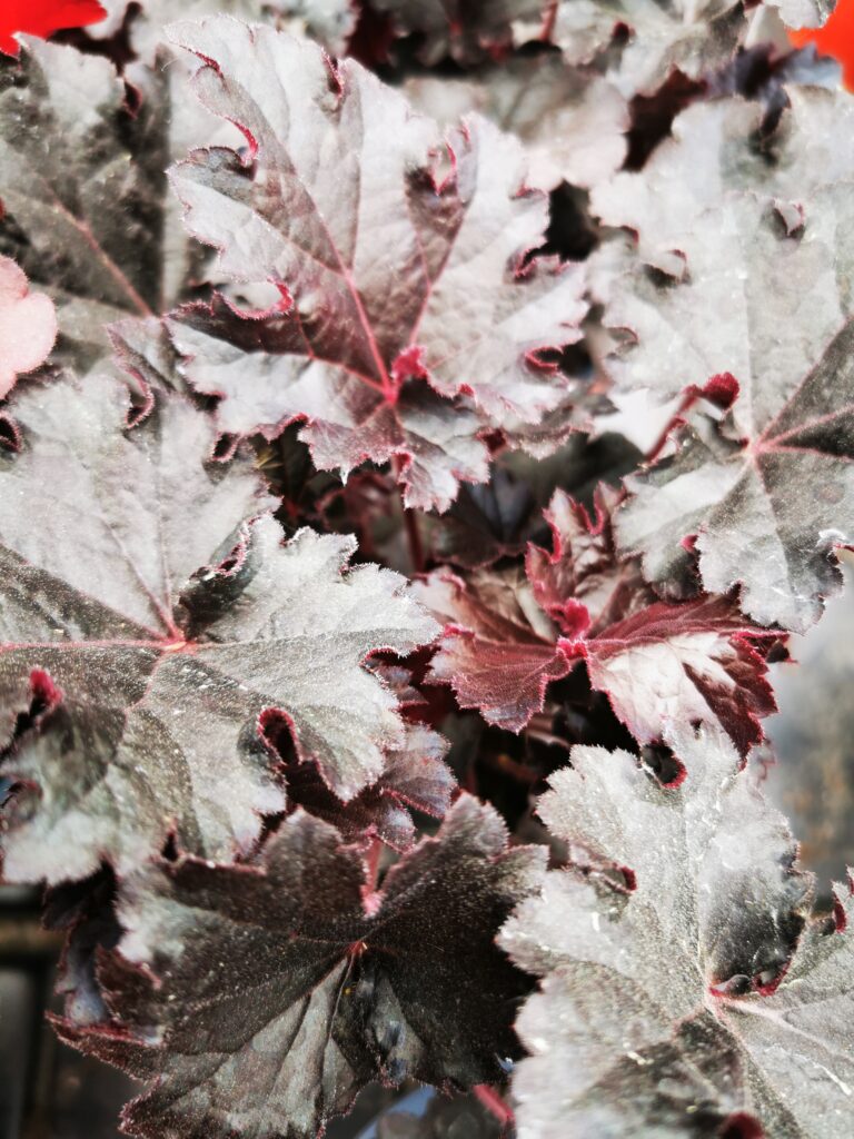 Sklep roslinyabramczuk.pl