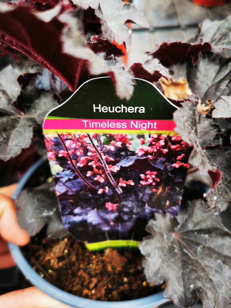 Sklep roslinyabramczuk.pl