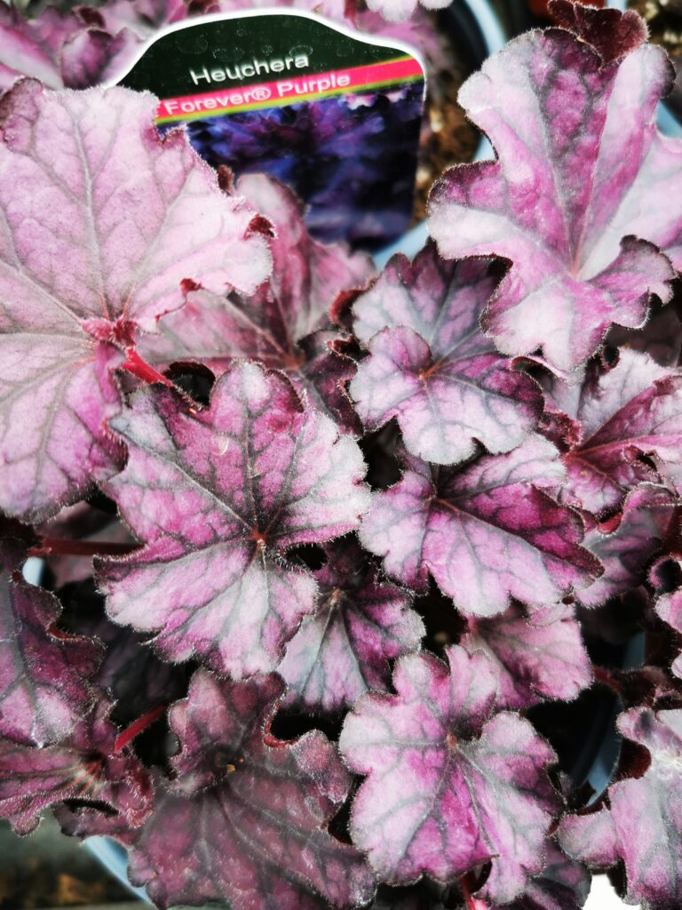 Sklep roslinyabramczuk.pl