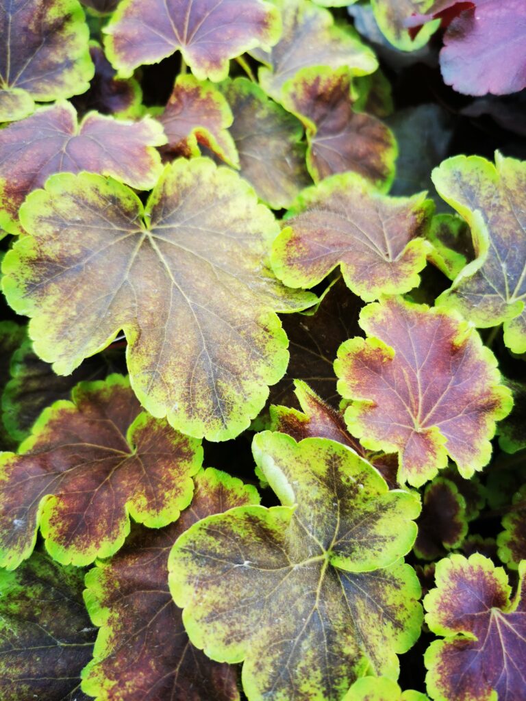 Sklep roslinyabramczuk.pl