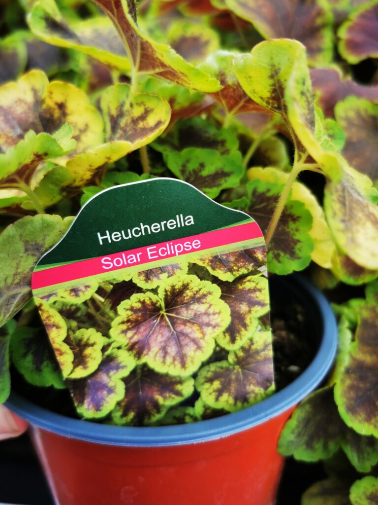 Sklep roslinyabramczuk.pl