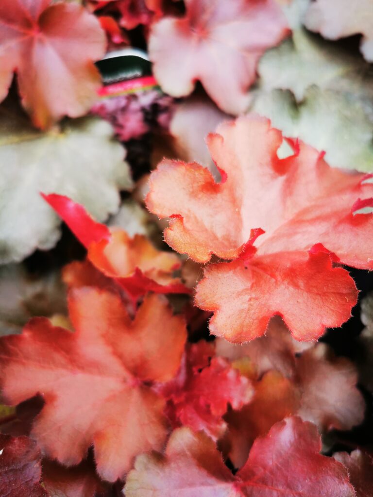 Sklep roslinyabramczuk.pl