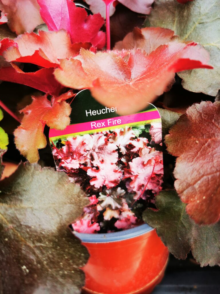 Sklep roslinyabramczuk.pl