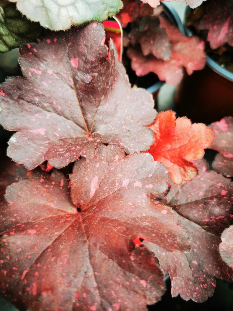 Sklep roslinyabramczuk.pl