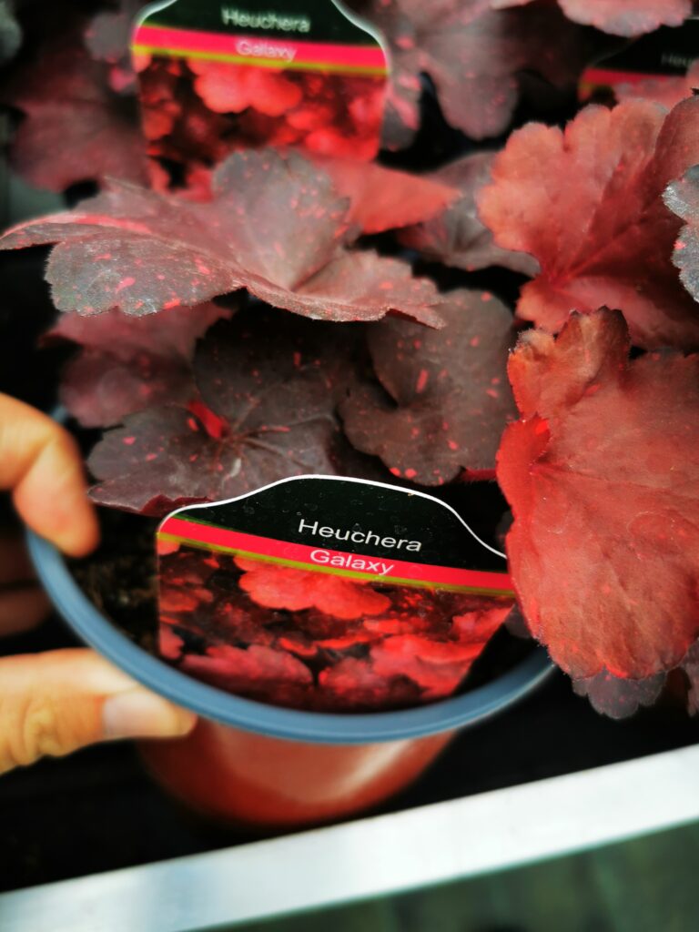 Sklep roslinyabramczuk.pl