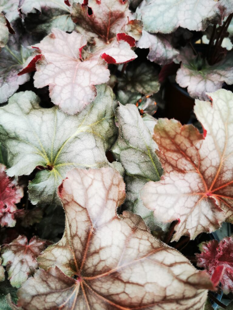 Sklep roslinyabramczuk.pl