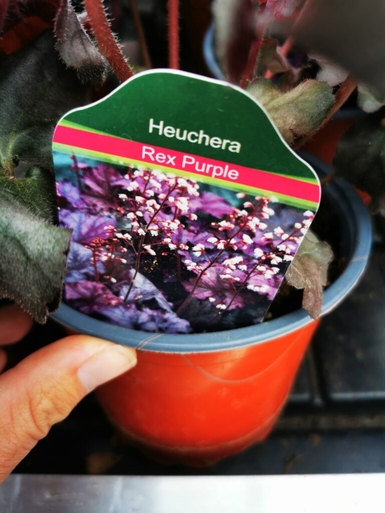 Sklep roslinyabramczuk.pl