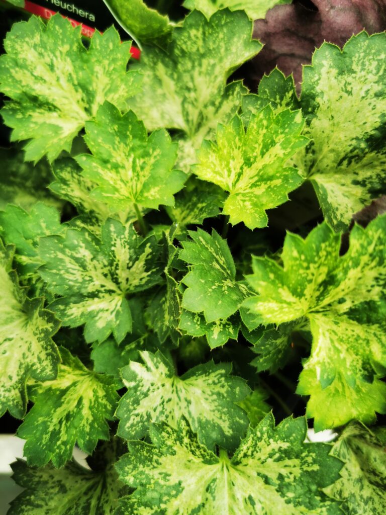 Sklep roslinyabramczuk.pl