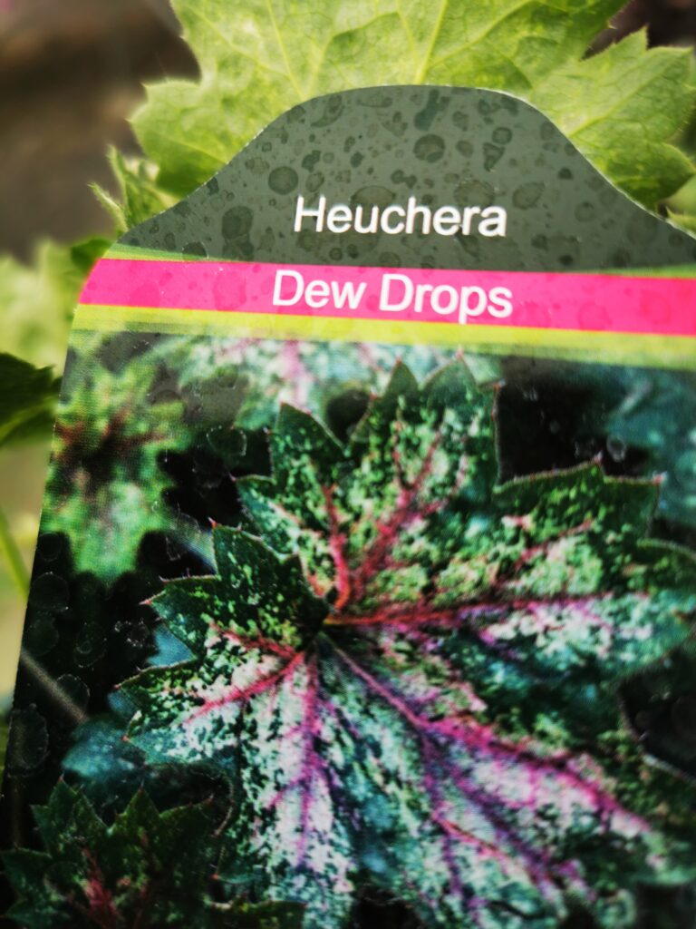 Sklep roslinyabramczuk.pl