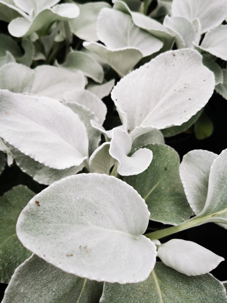 Sklep roslinyabramczuk.pl