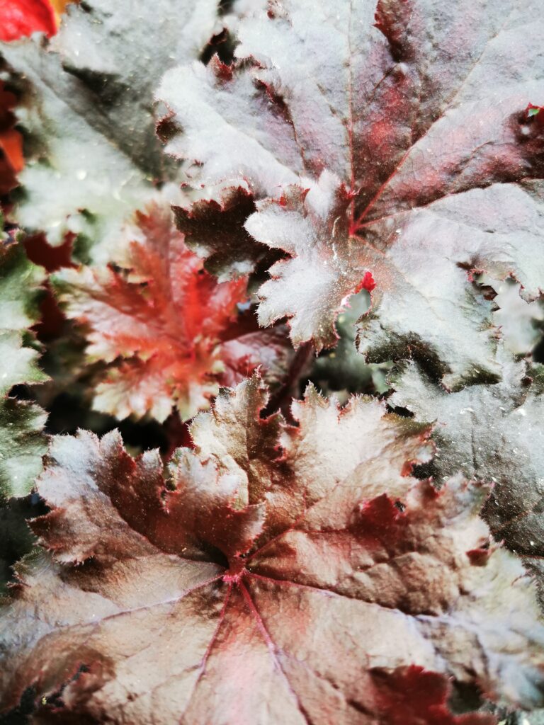 Sklep roslinyabramczuk.pl