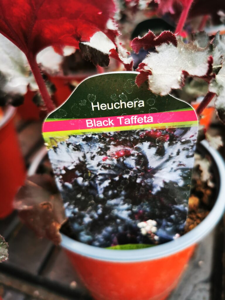 Sklep roslinyabramczuk.pl