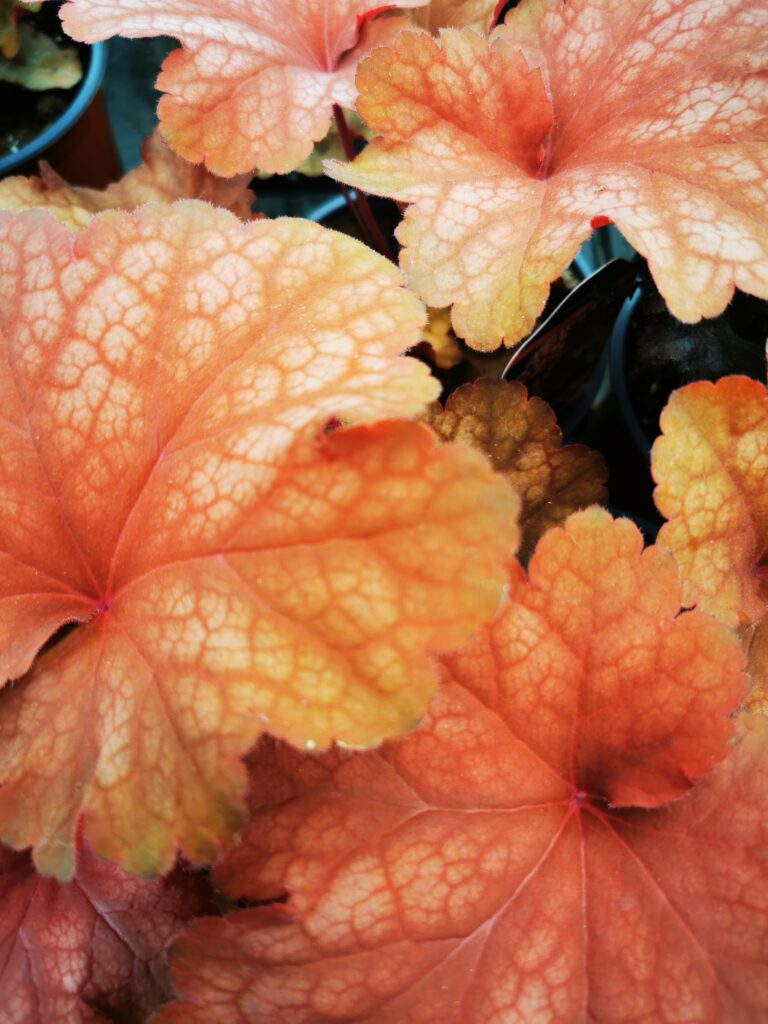 Sklep roslinyabramczuk.pl