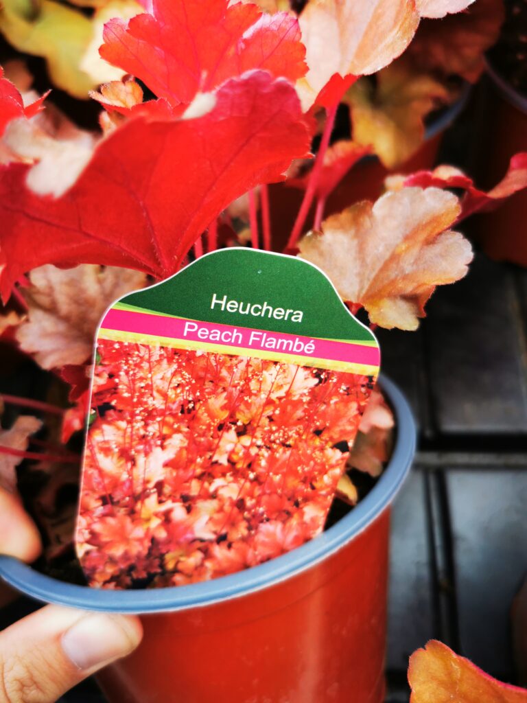 Sklep roslinyabramczuk.pl