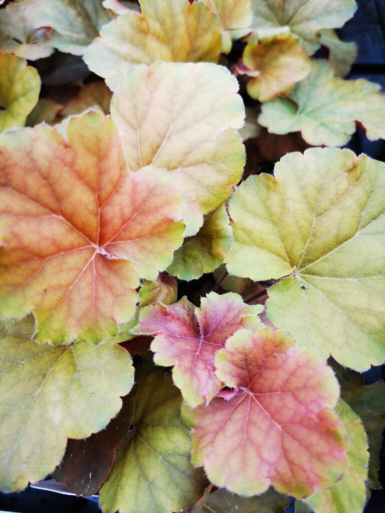 Sklep roslinyabramczuk.pl