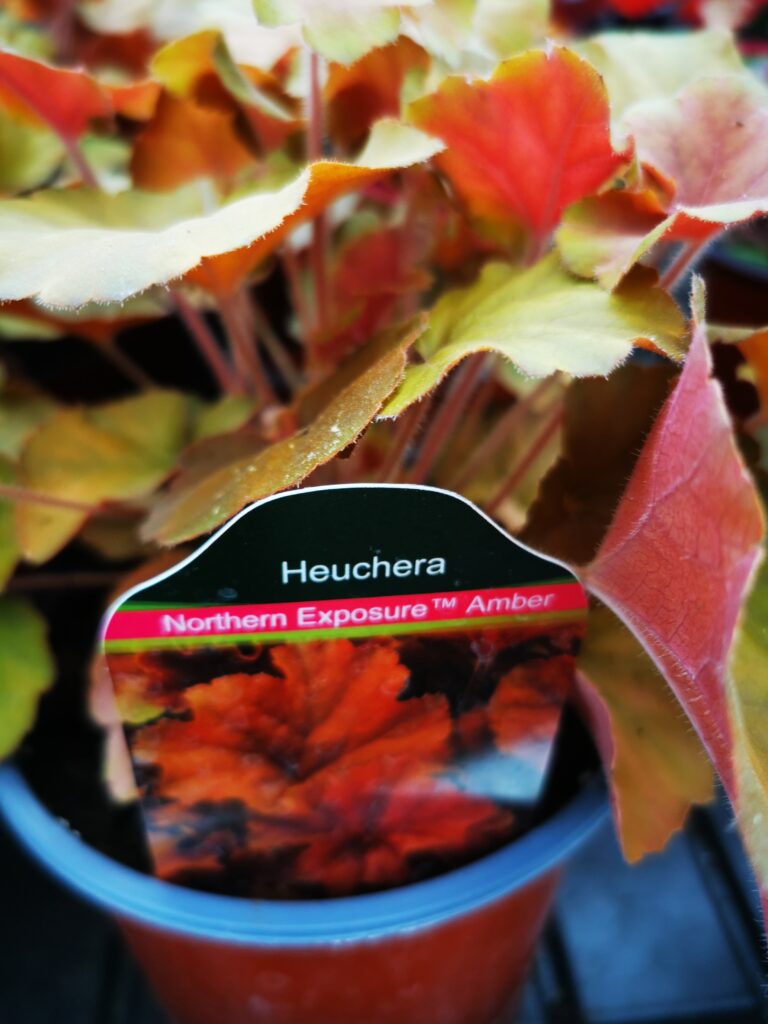 Sklep roslinyabramczuk.pl