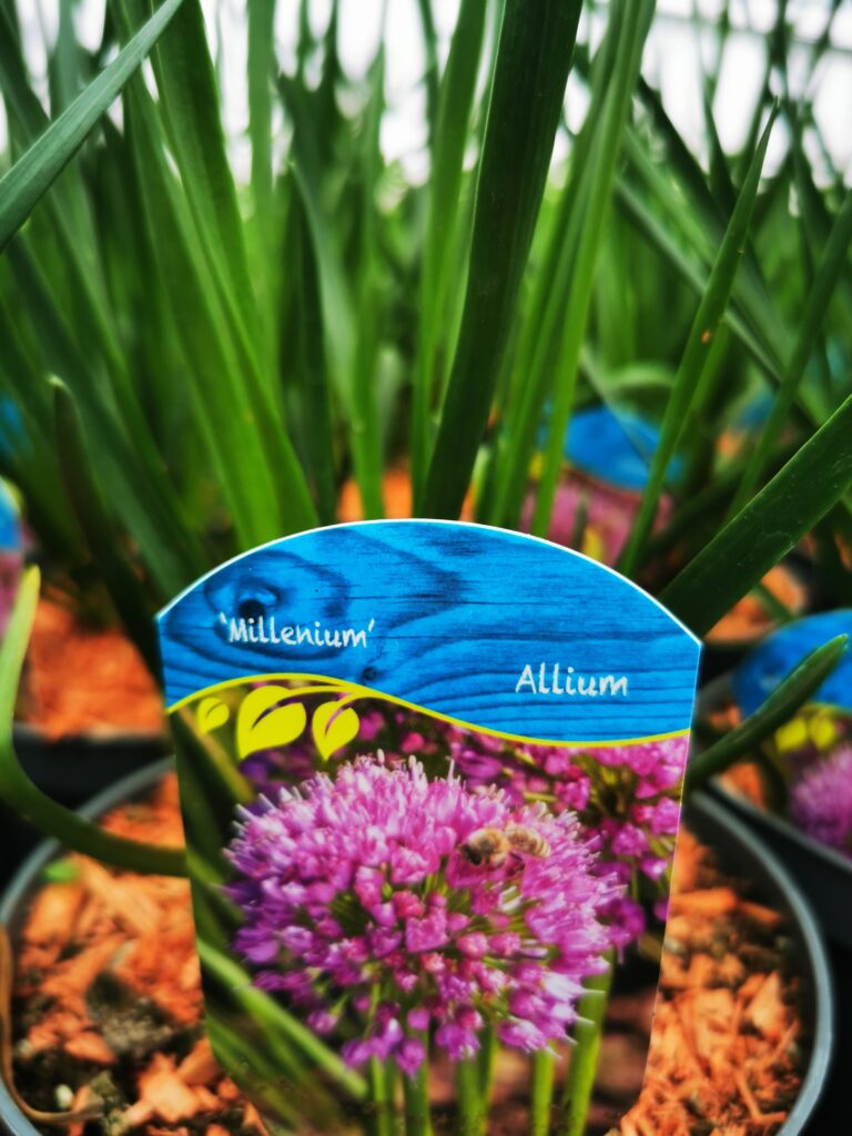 Sklep roslinyabramczuk.pl