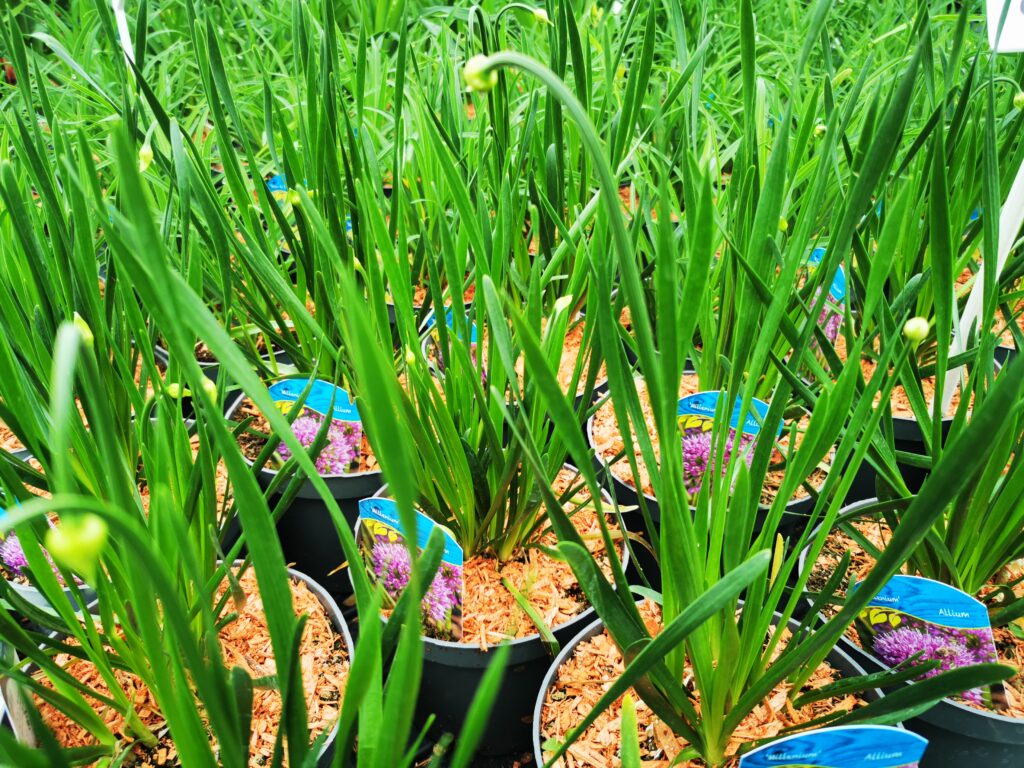 Sklep roslinyabramczuk.pl