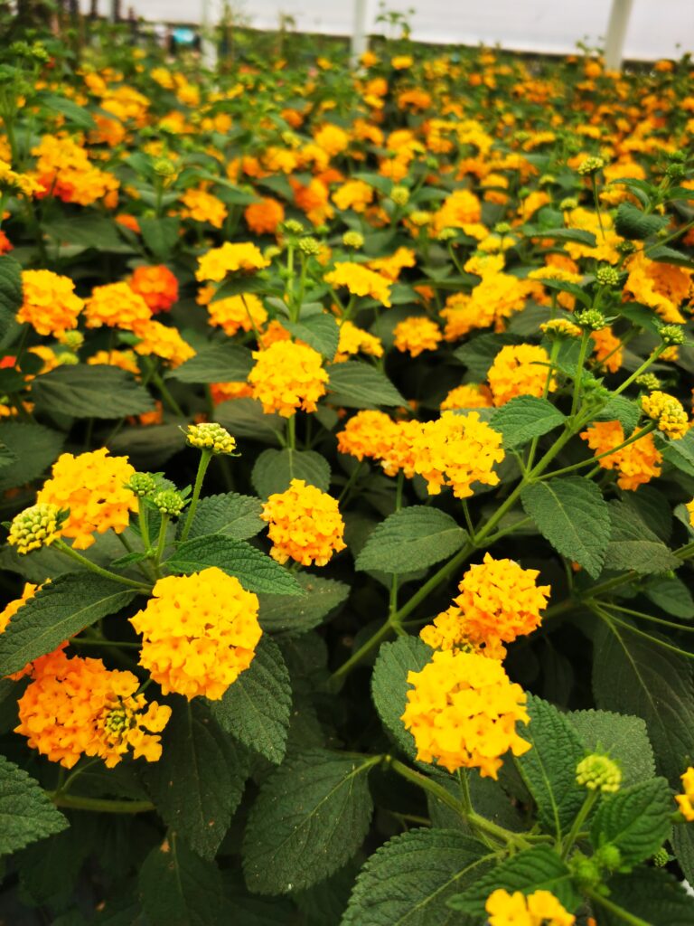 Sklep roslinyabramczuk.pl