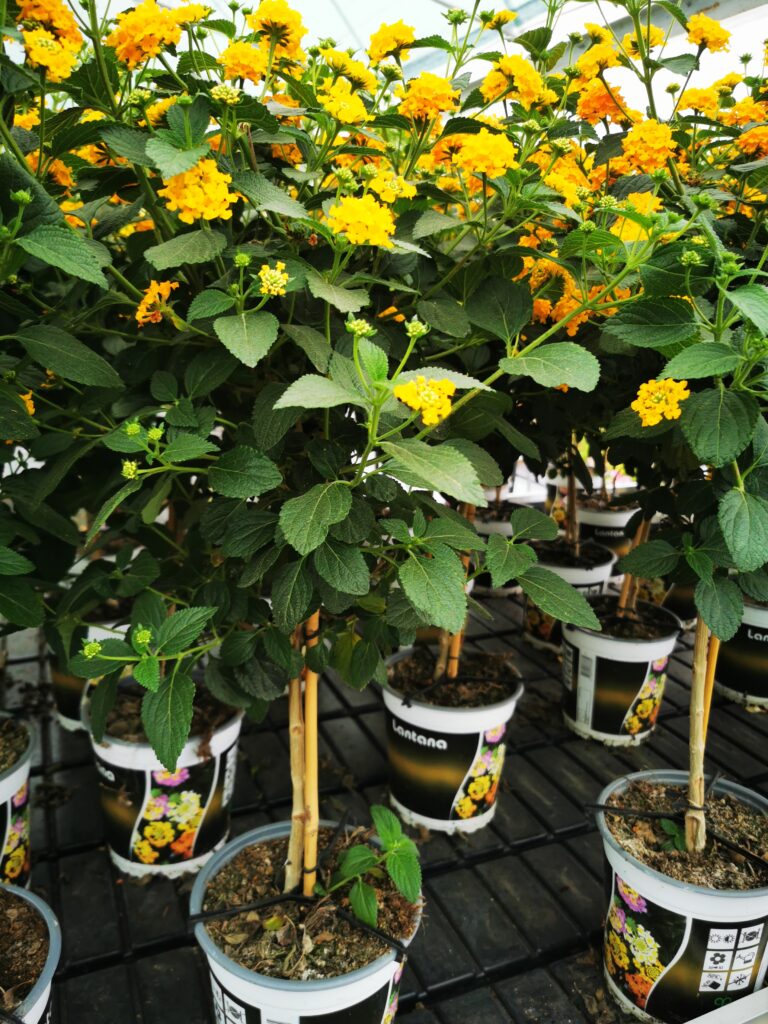 Sklep roslinyabramczuk.pl