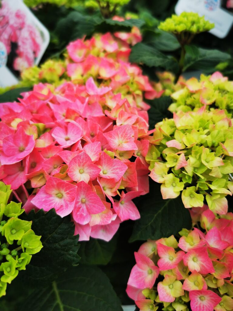 Sklep roslinyabramczuk.pl