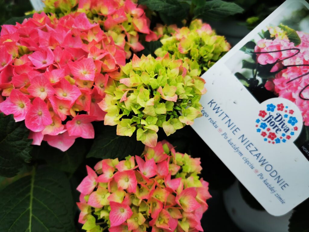 Sklep roslinyabramczuk.pl