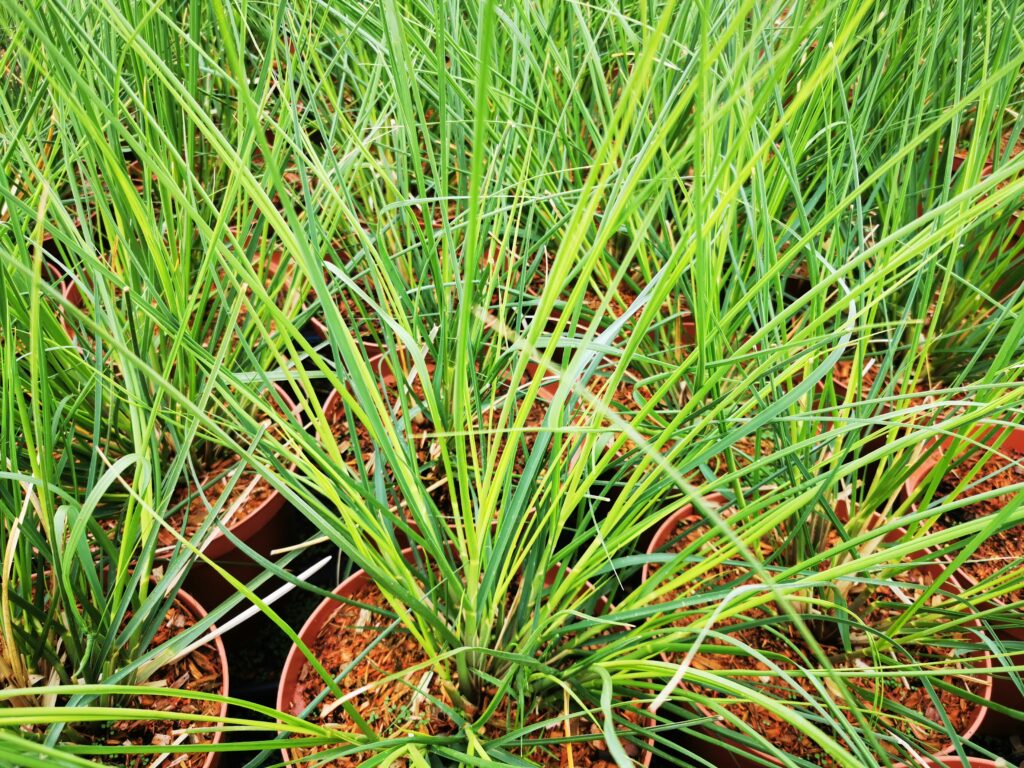 Sklep roslinyabramczuk.pl