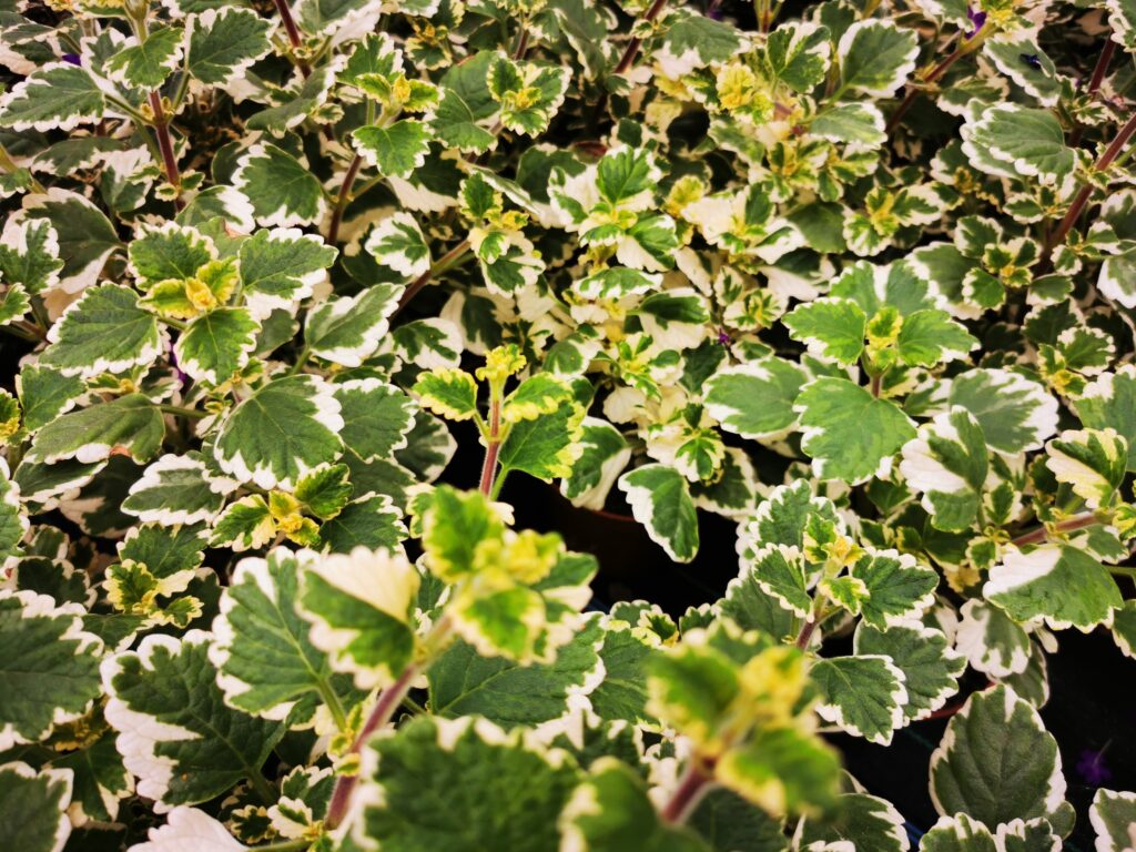 Sklep roslinyabramczuk.pl